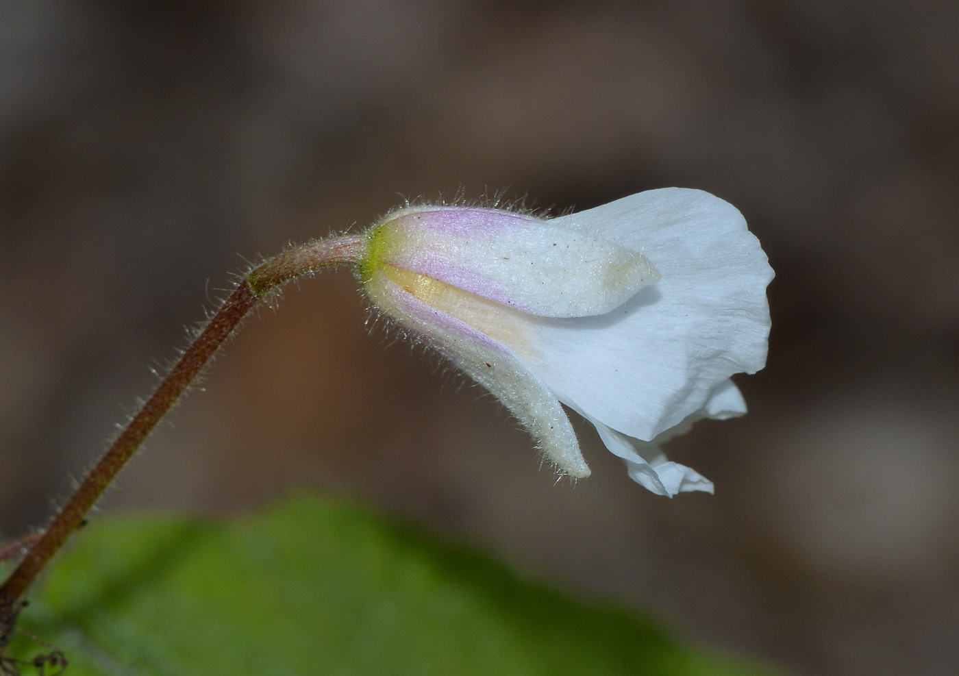 Image of Sparmannia africana specimen.