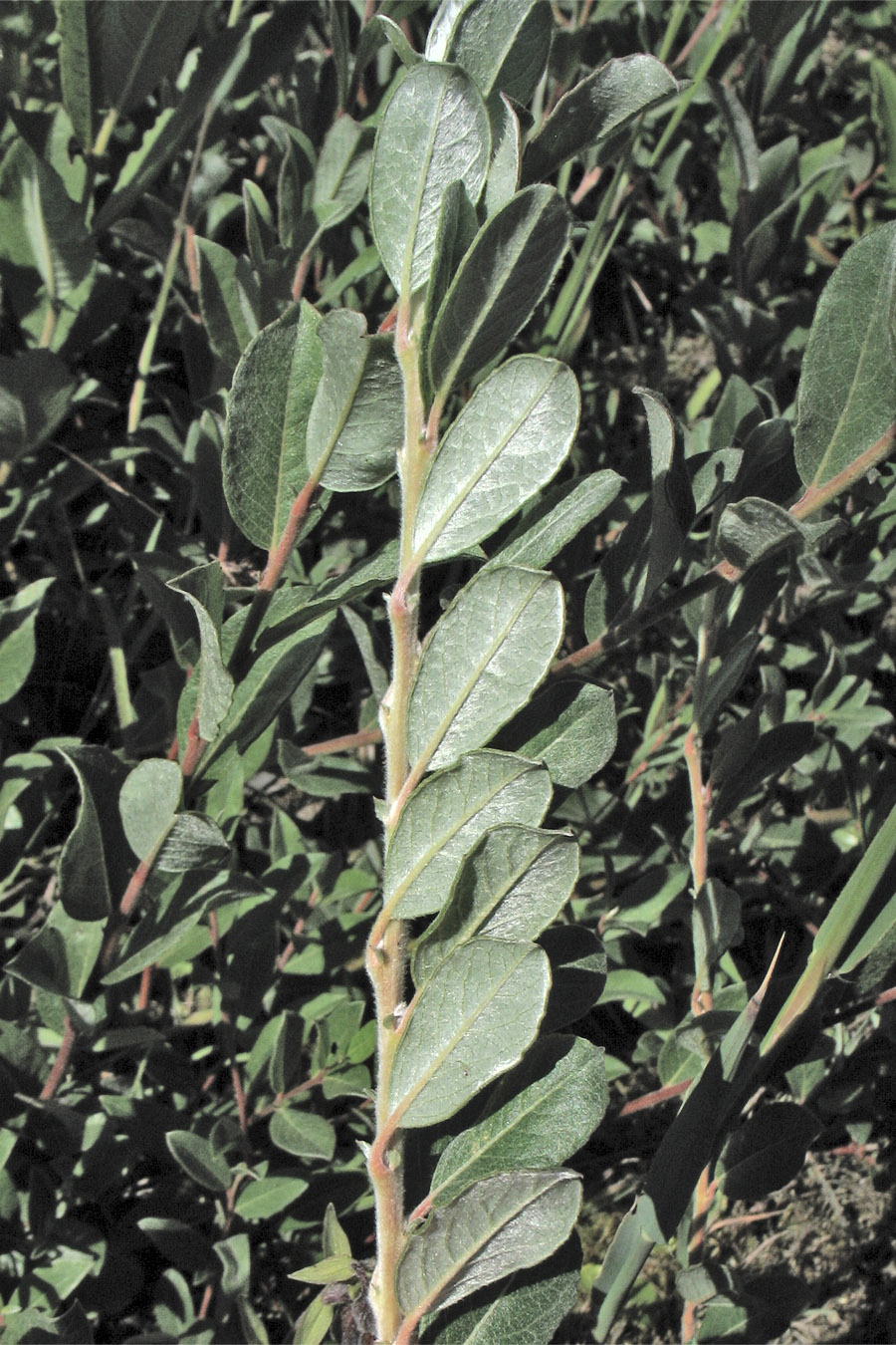 Изображение особи Salix repens.