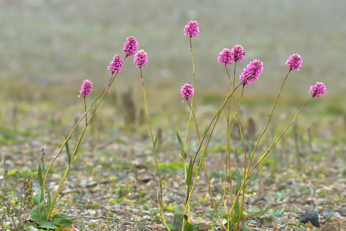 Изображение особи Bistorta carnea.