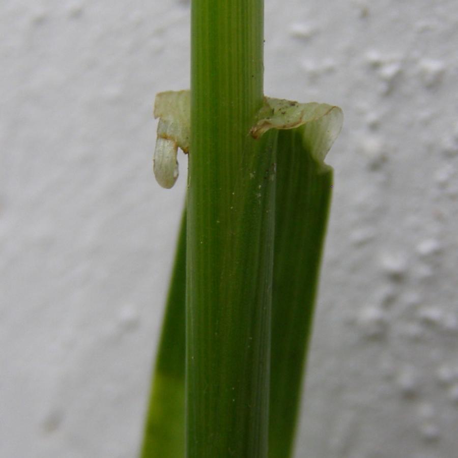 Image of Glyceria notata specimen.