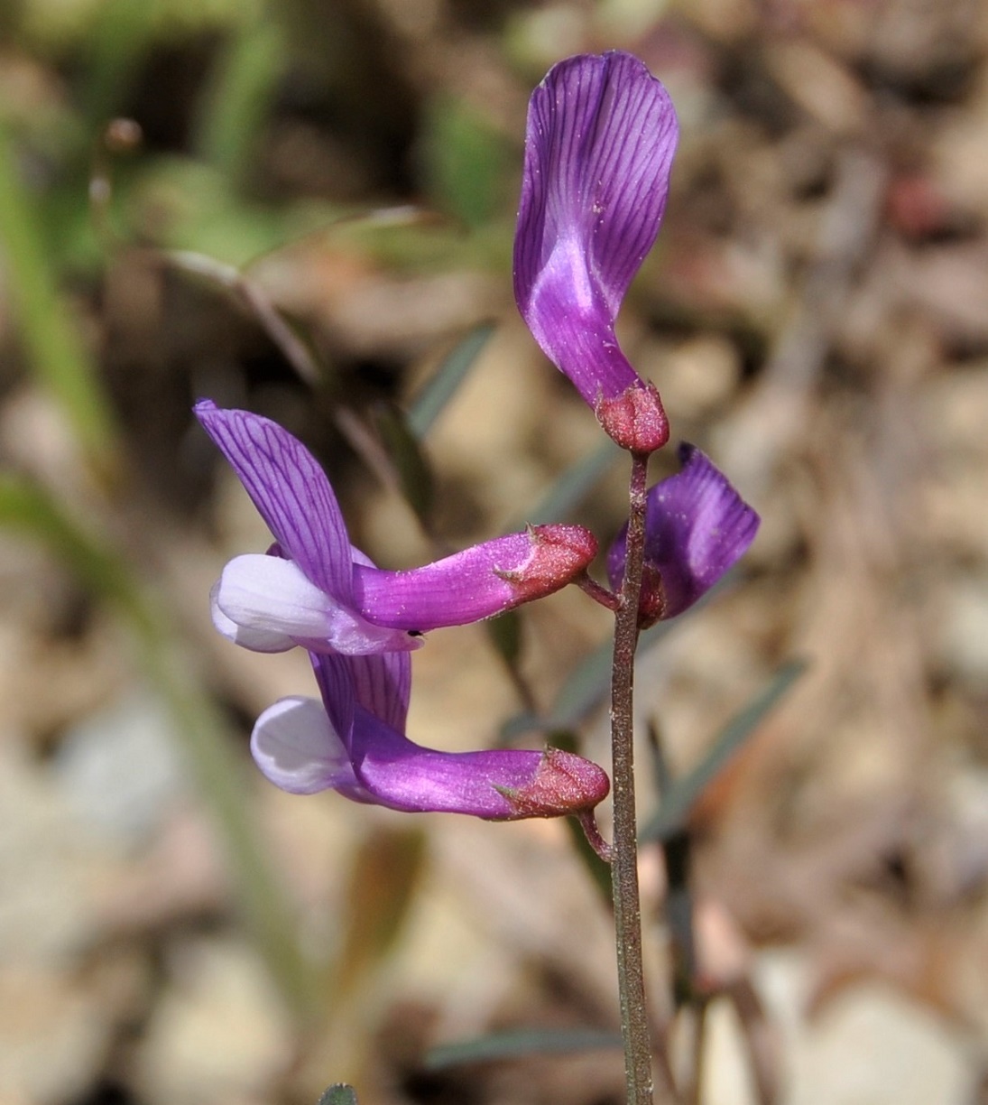 Image of Vicia cassia specimen.