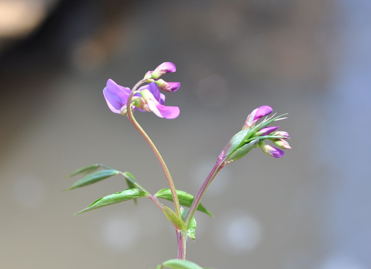 Изображение особи Lathyrus vernus.