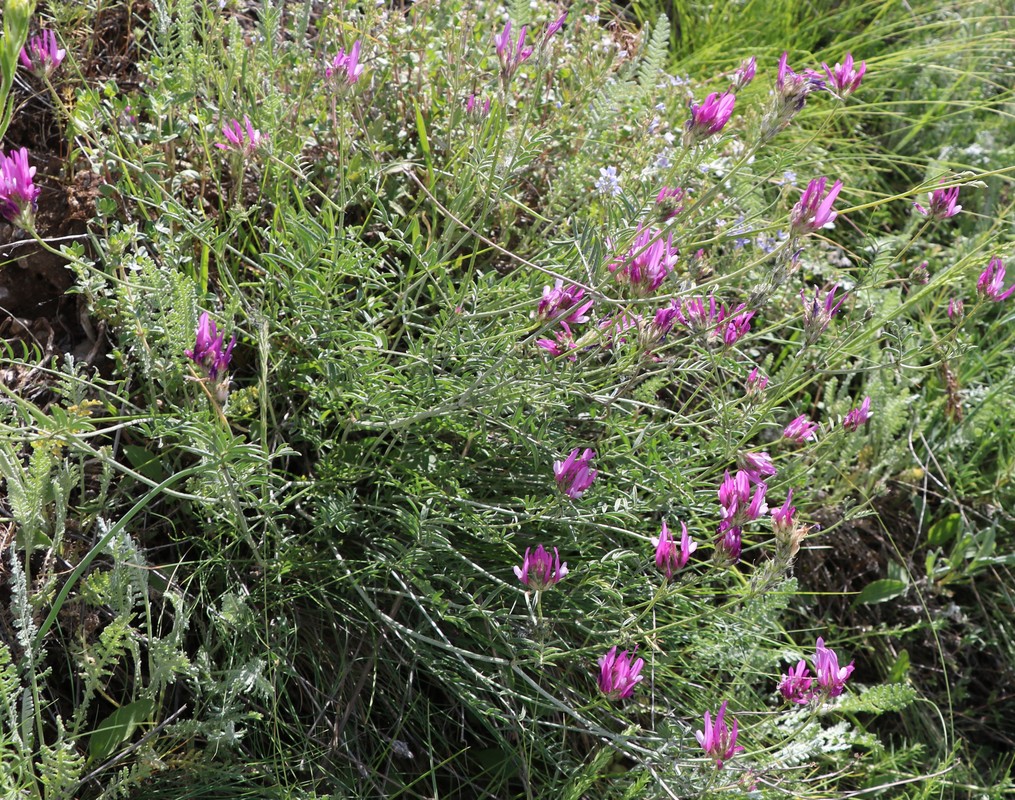 Image of Astragalus conspicuus specimen.