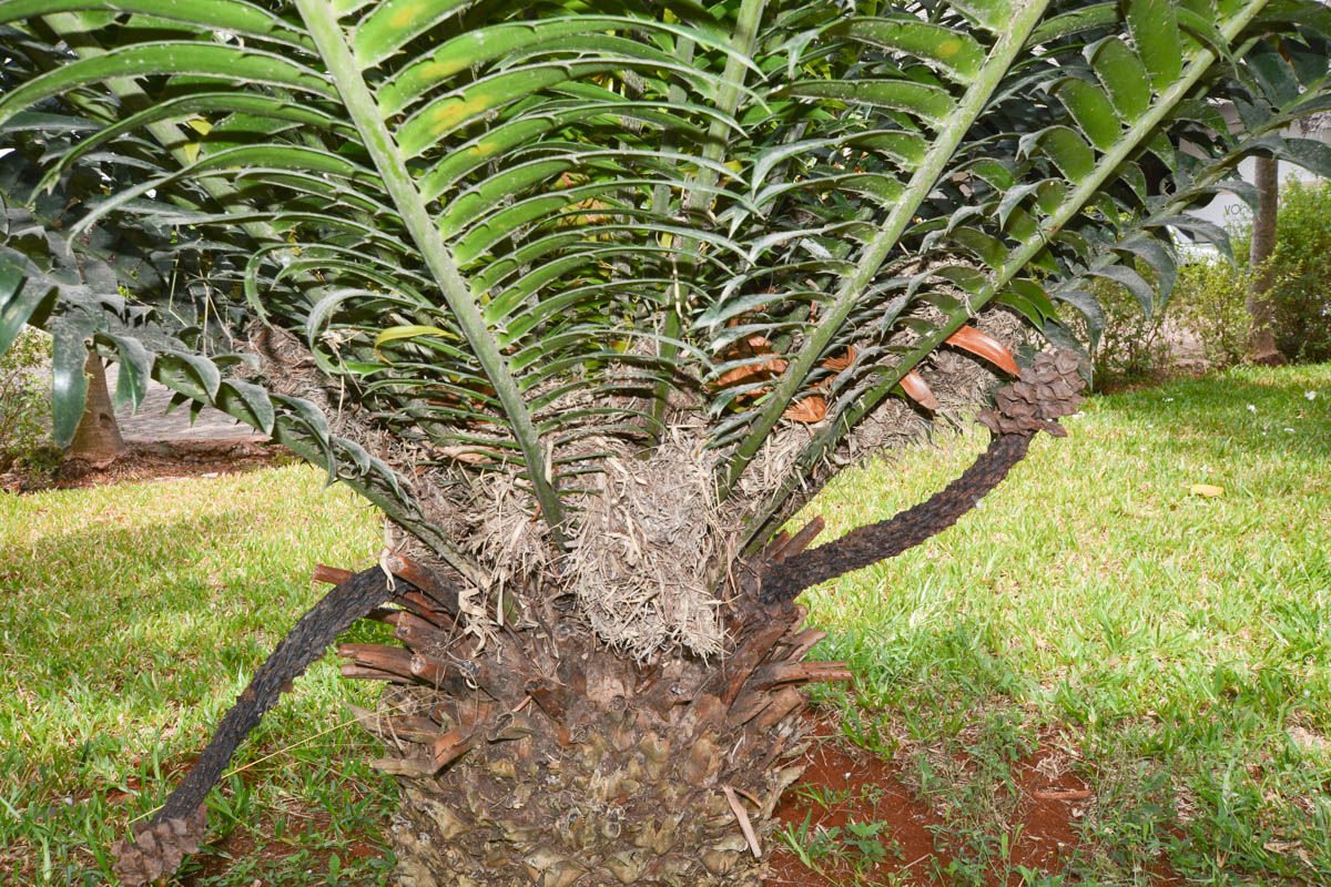 Image of Encephalartos hildebrandtii specimen.