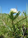 Trifolium lupinaster var. albiflorum