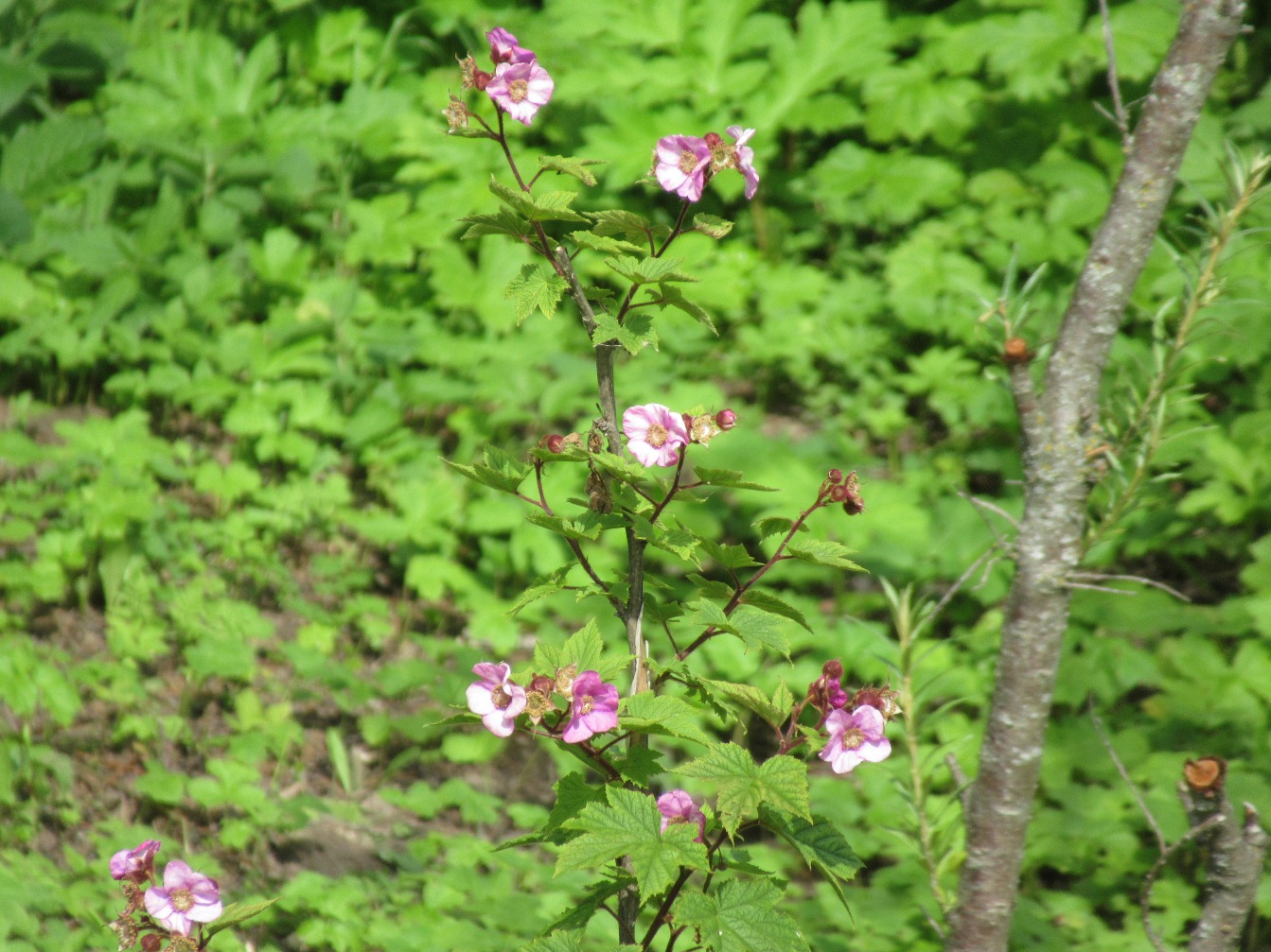 Image of Rubus odoratus specimen.