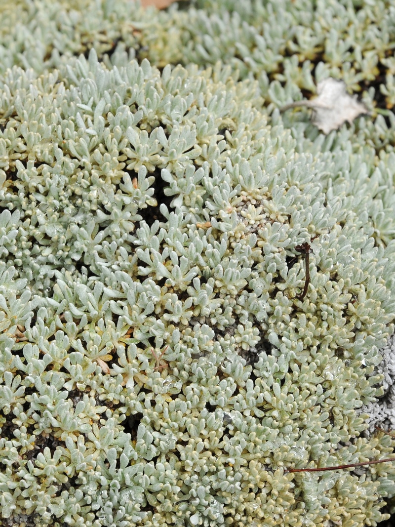 Image of Eriogonum kennedyi specimen.