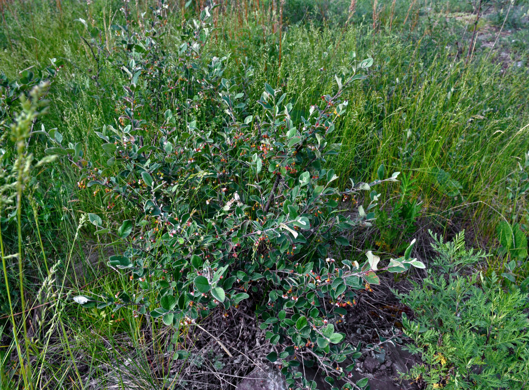 Изображение особи Cotoneaster melanocarpus.