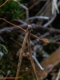 Polytrichum commune