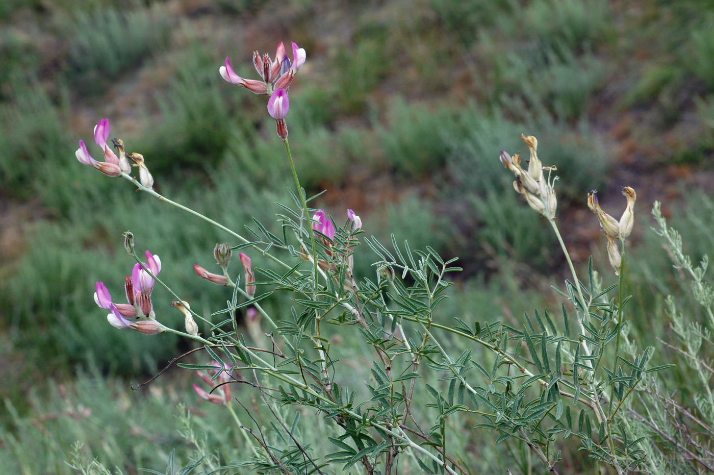 Image of Astragalus saphronovae specimen.