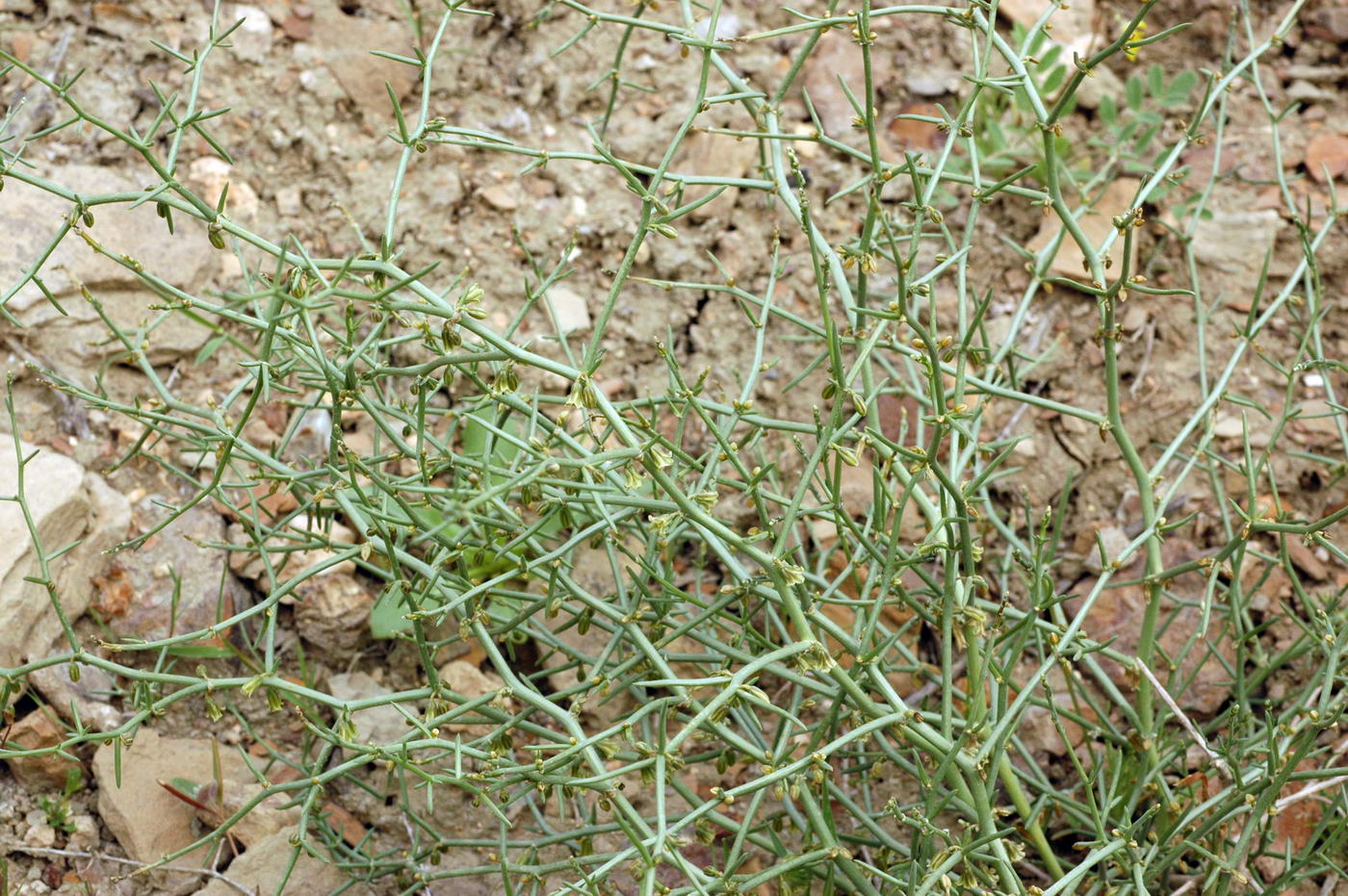 Image of Asparagus breslerianus specimen.