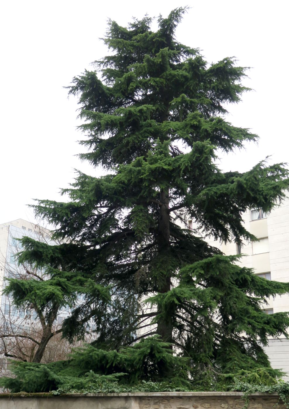 Image of Cedrus deodara specimen.