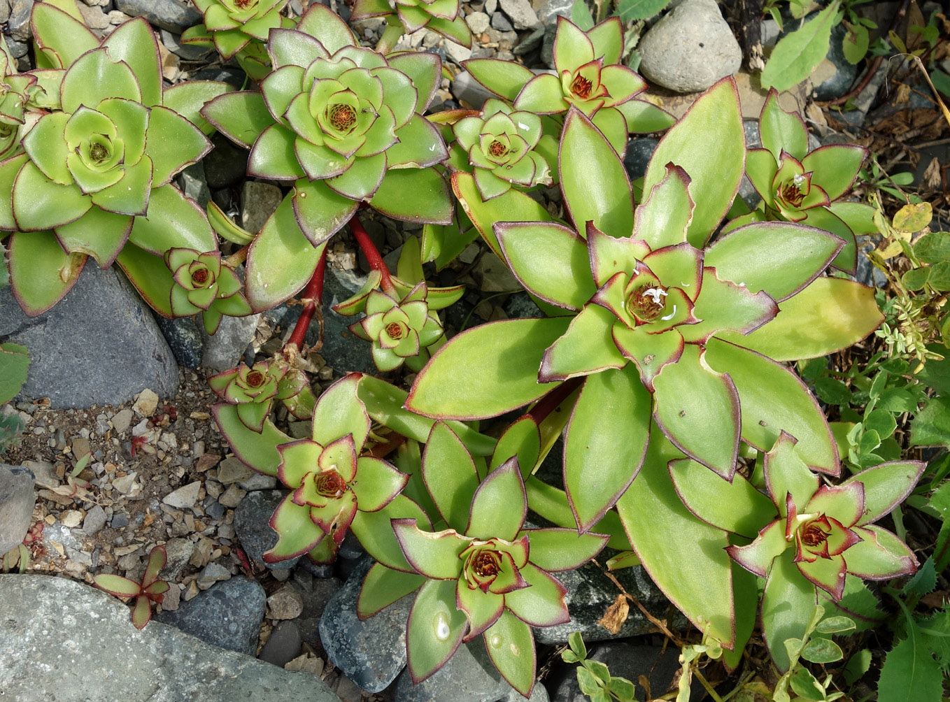 Image of Orostachys maximowiczii specimen.