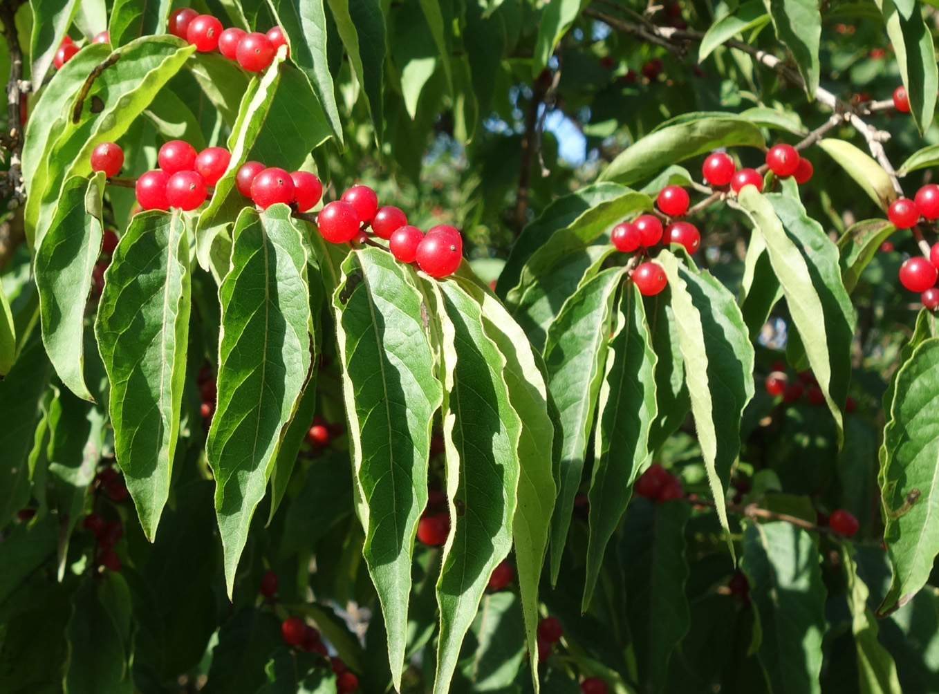 Image of Lonicera maackii specimen.