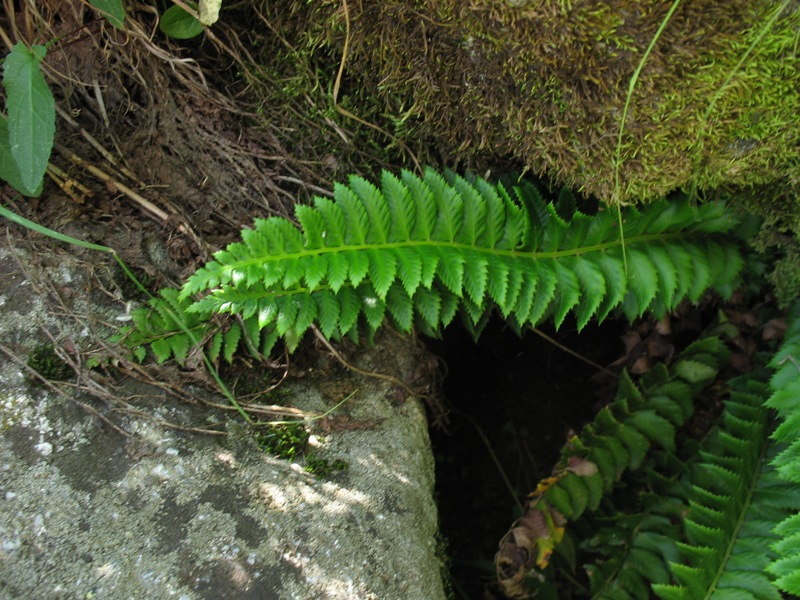 Изображение особи Polystichum lonchitis.