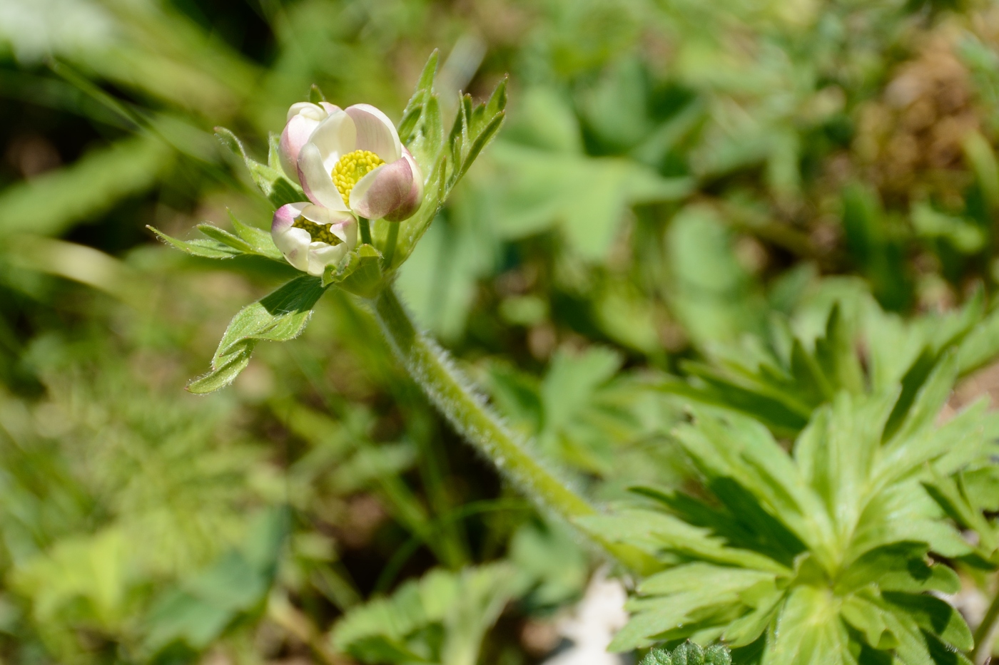 Image of Anemonastrum fasciculatum specimen.