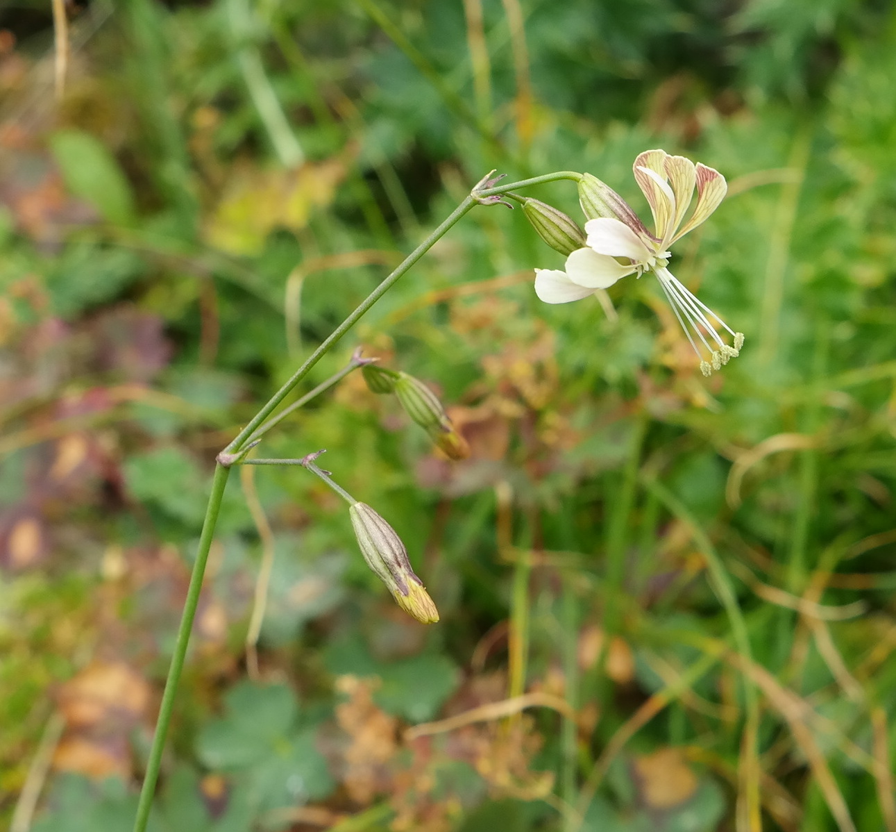 Изображение особи Silene saxatilis.