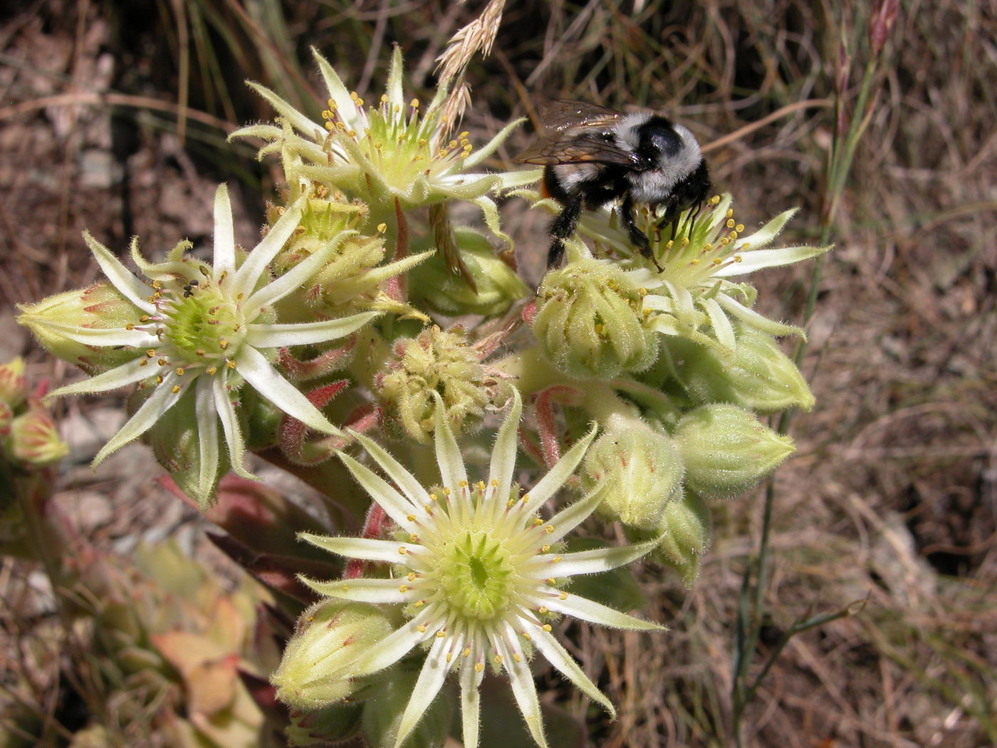 Image of Sempervivum transcaucasicum specimen.