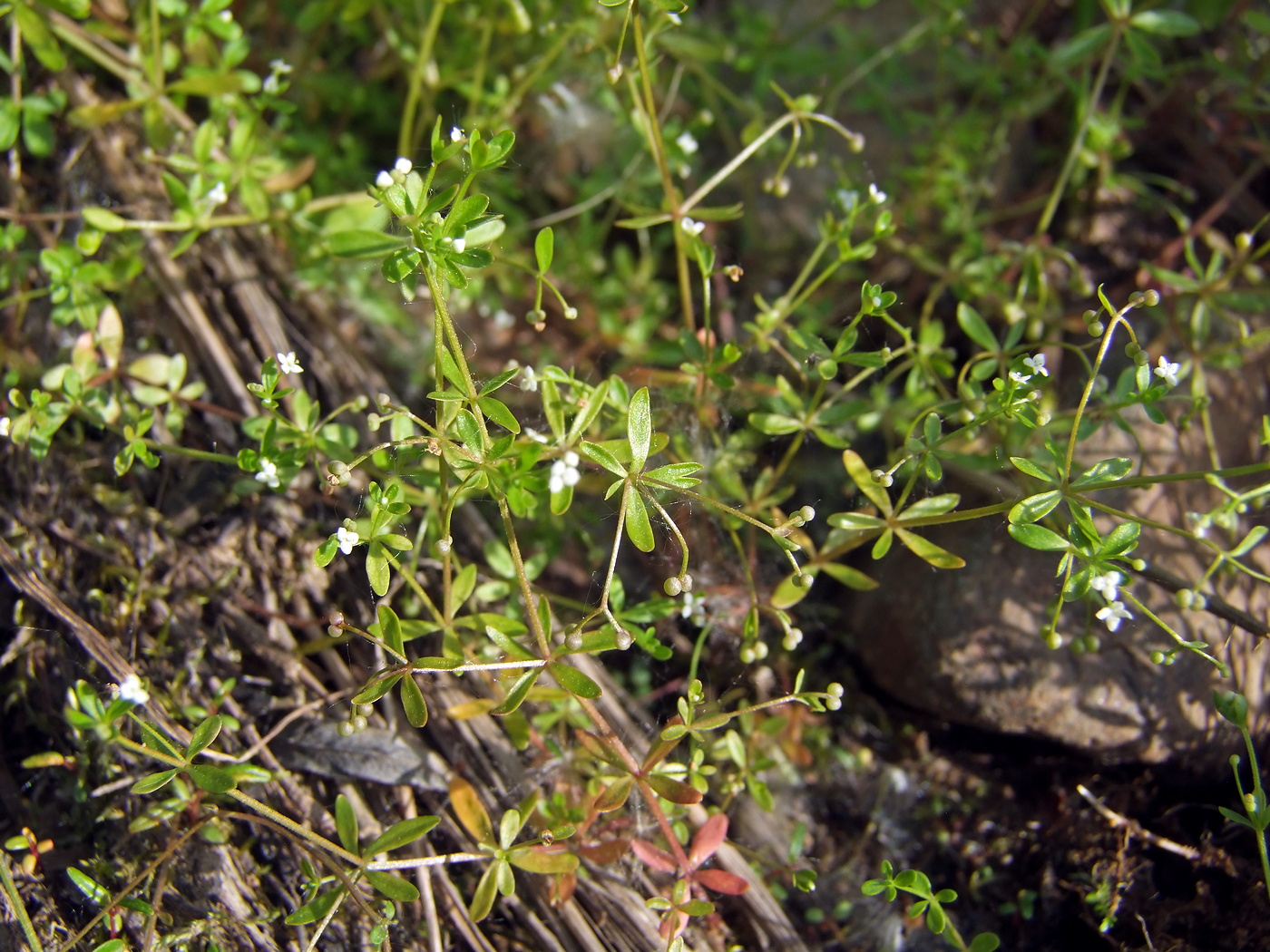 Изображение особи Galium trifidum.