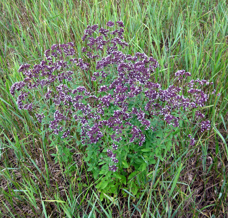 Image of Origanum vulgare specimen.