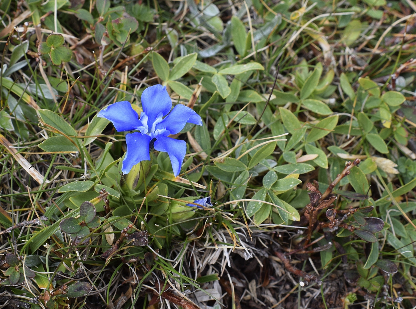 Image of Gentiana verna specimen.