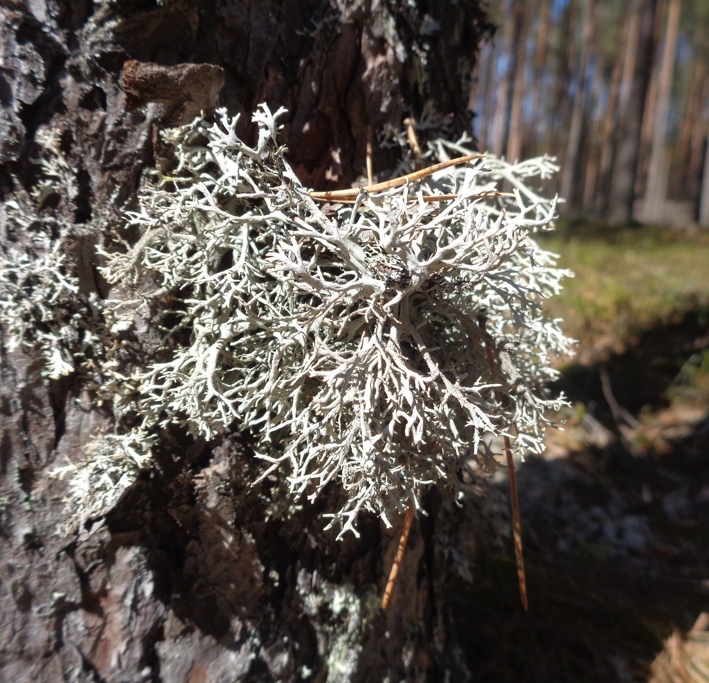 Image of Pseudevernia furfuracea specimen.