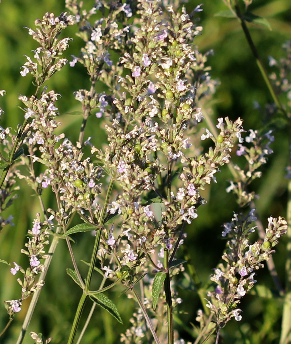 Изображение особи Nepeta nuda.