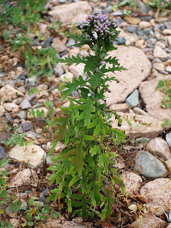 Изображение особи род Saussurea.