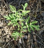 Artemisia gmelinii