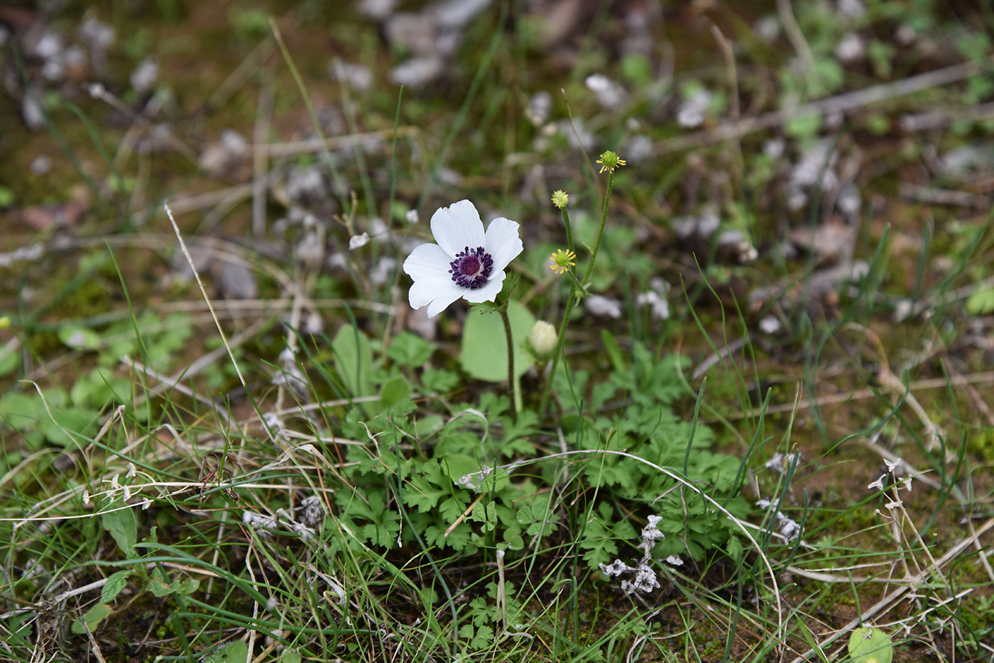 Изображение особи Anemone coronaria.