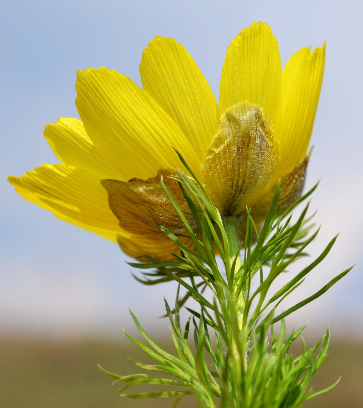 Image of Adonis vernalis specimen.