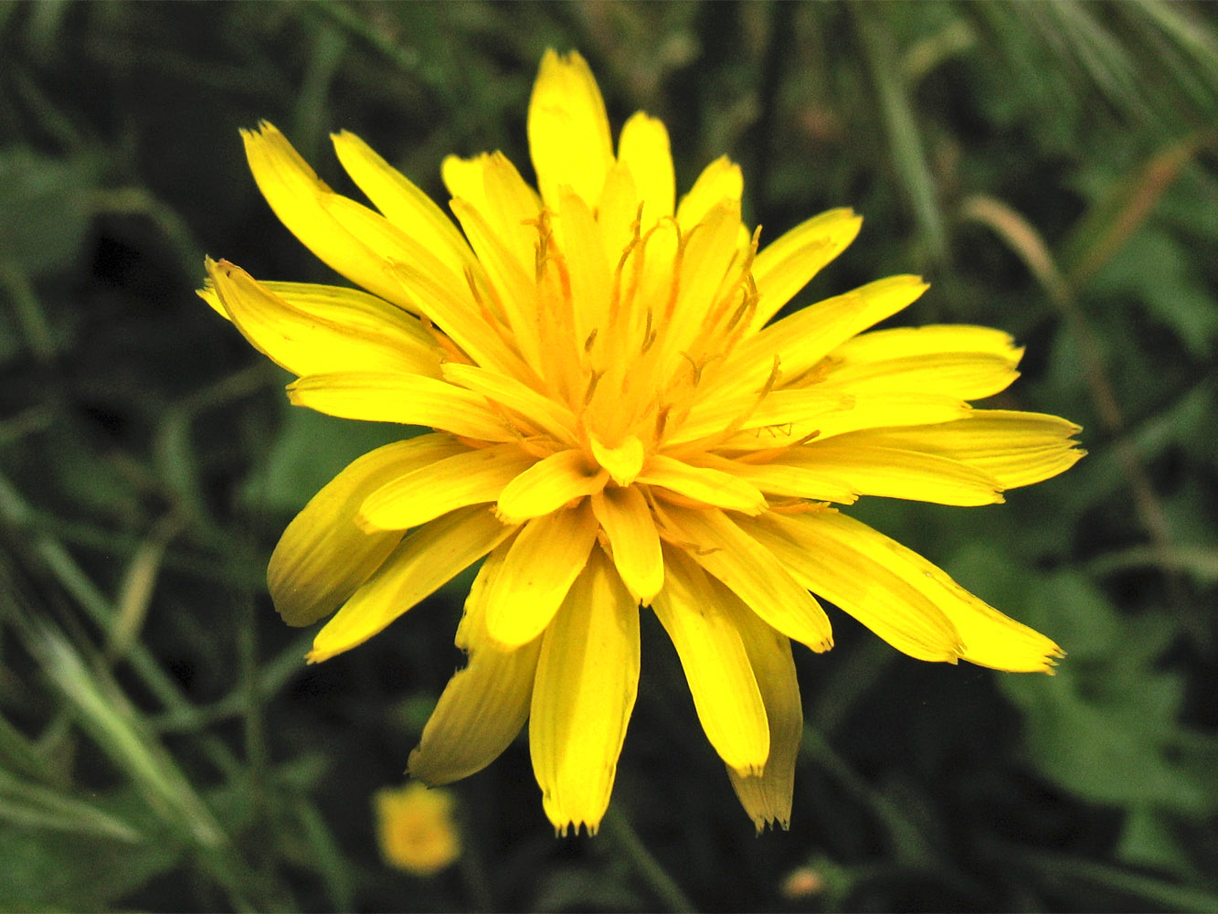 Image of Hyoseris lucida specimen.