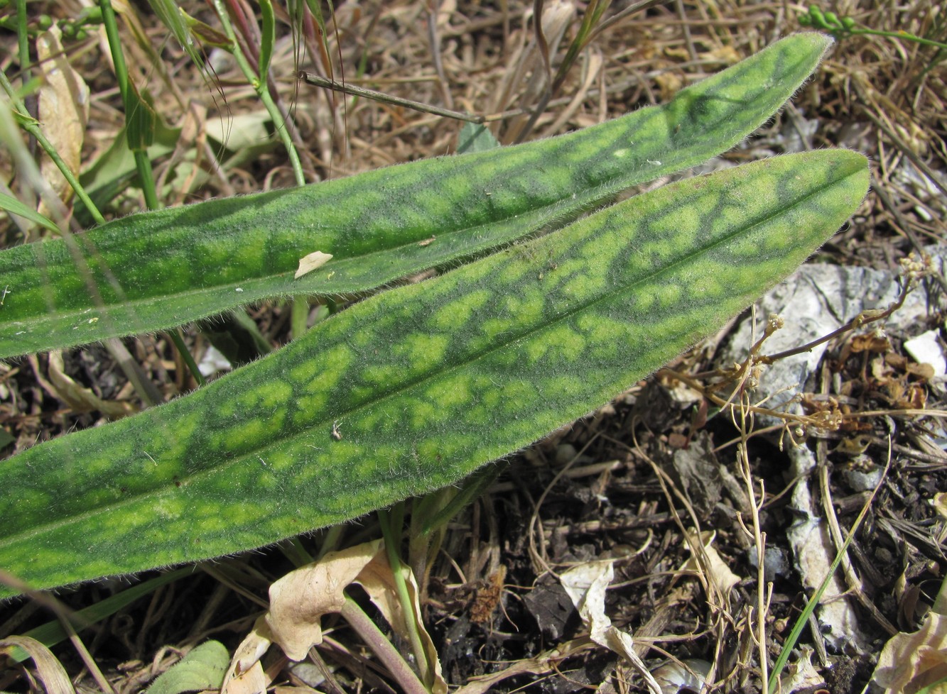 Image of Echium vulgare specimen.