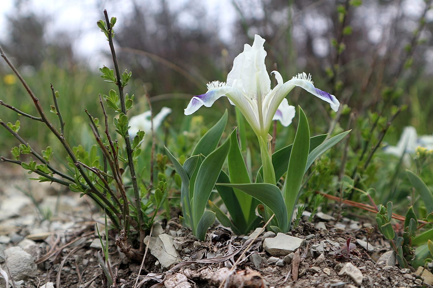 Image of Iris pumila specimen.