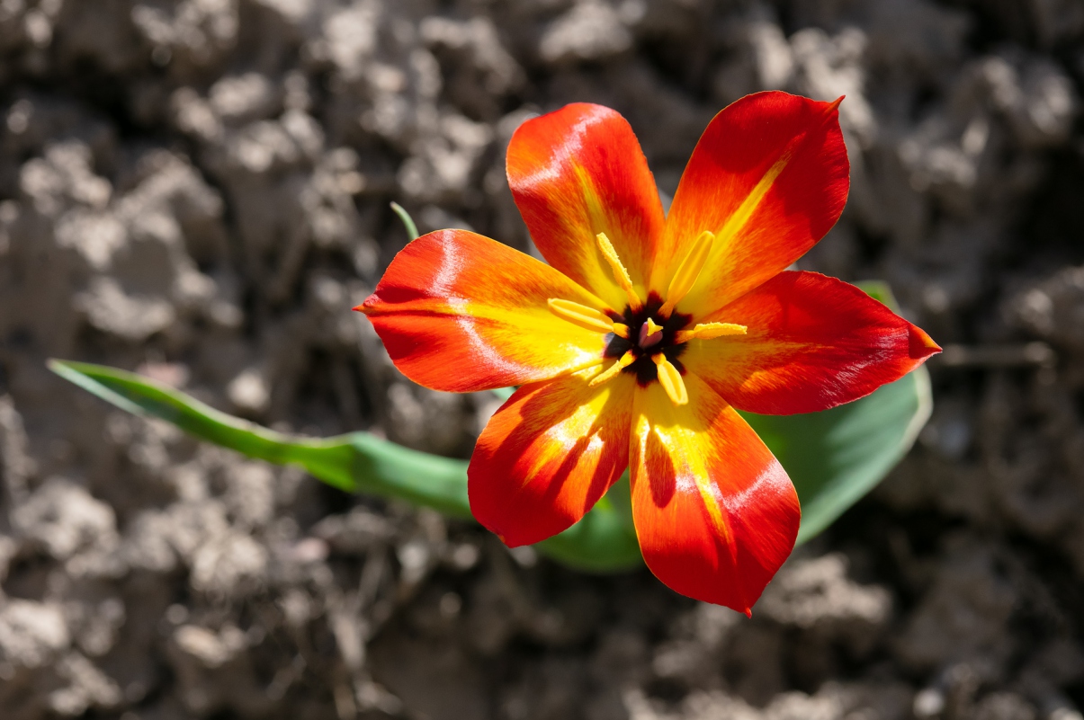 Image of Tulipa zenaidae specimen.