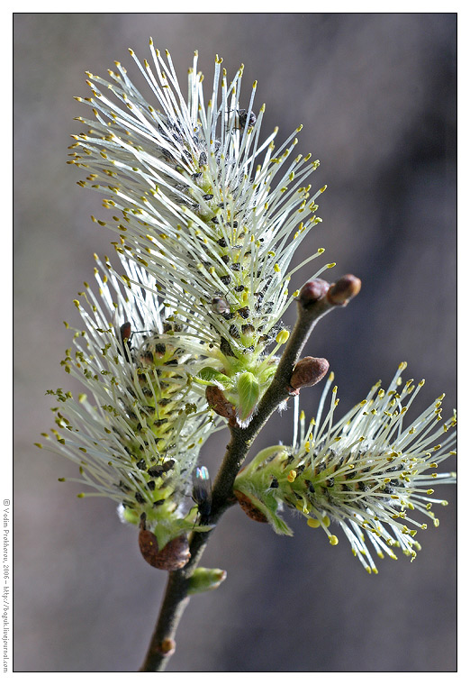 Изображение особи Salix caprea.