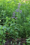 Nepeta manchuriensis