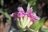 Phlomoides canescens. Часть соцветия (мутовка). Узбекистан, Джизакская обл., Зааминский р-н, Туркестанский хр., верховье Кашкасу, 2800 м н.у.м, мелкозёмисто-каменистый склон. 30.07.2021.