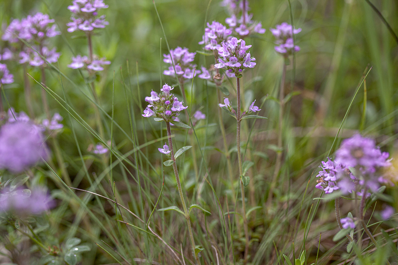 Изображение особи род Thymus.