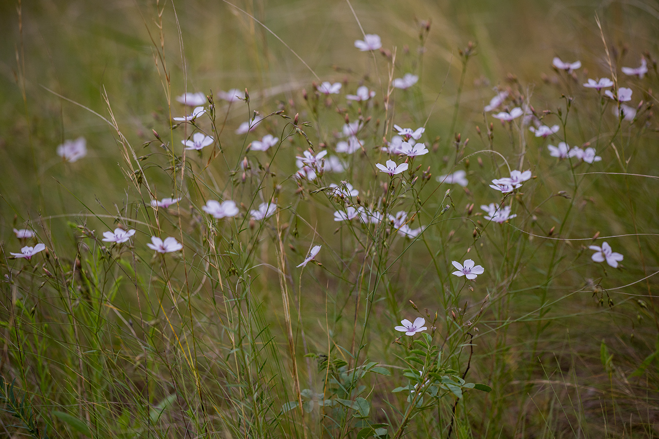 Изображение особи Linum tenuifolium.