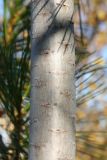 Pinus sibirica. Часть ствола молодого дерева (диаметр - ок. 4 см на выс. ок. 170 см). Мурманская обл., окр. г. Мурманск, склон СЗ экспозиции, кустарничково-вороничное берёзовое редколесье. 20.09.2021.