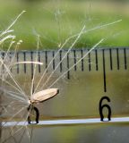 Cirsium pendulum