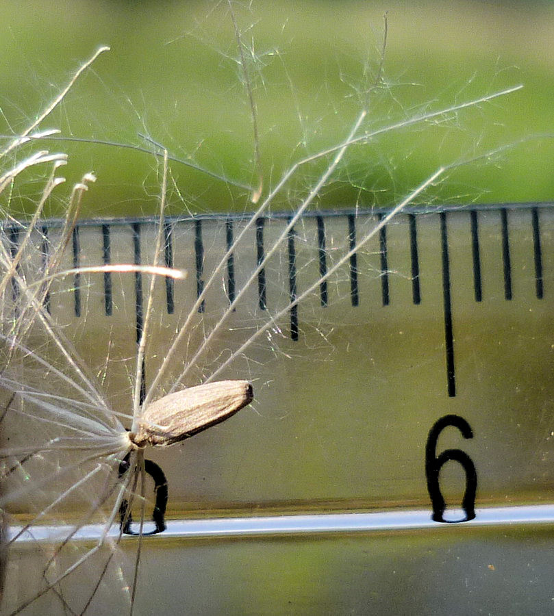 Image of Cirsium pendulum specimen.