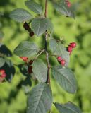 genus Cotoneaster. Часть плодоносящего побега. Москва, ГБС, дендрарий. 31.08.2021.