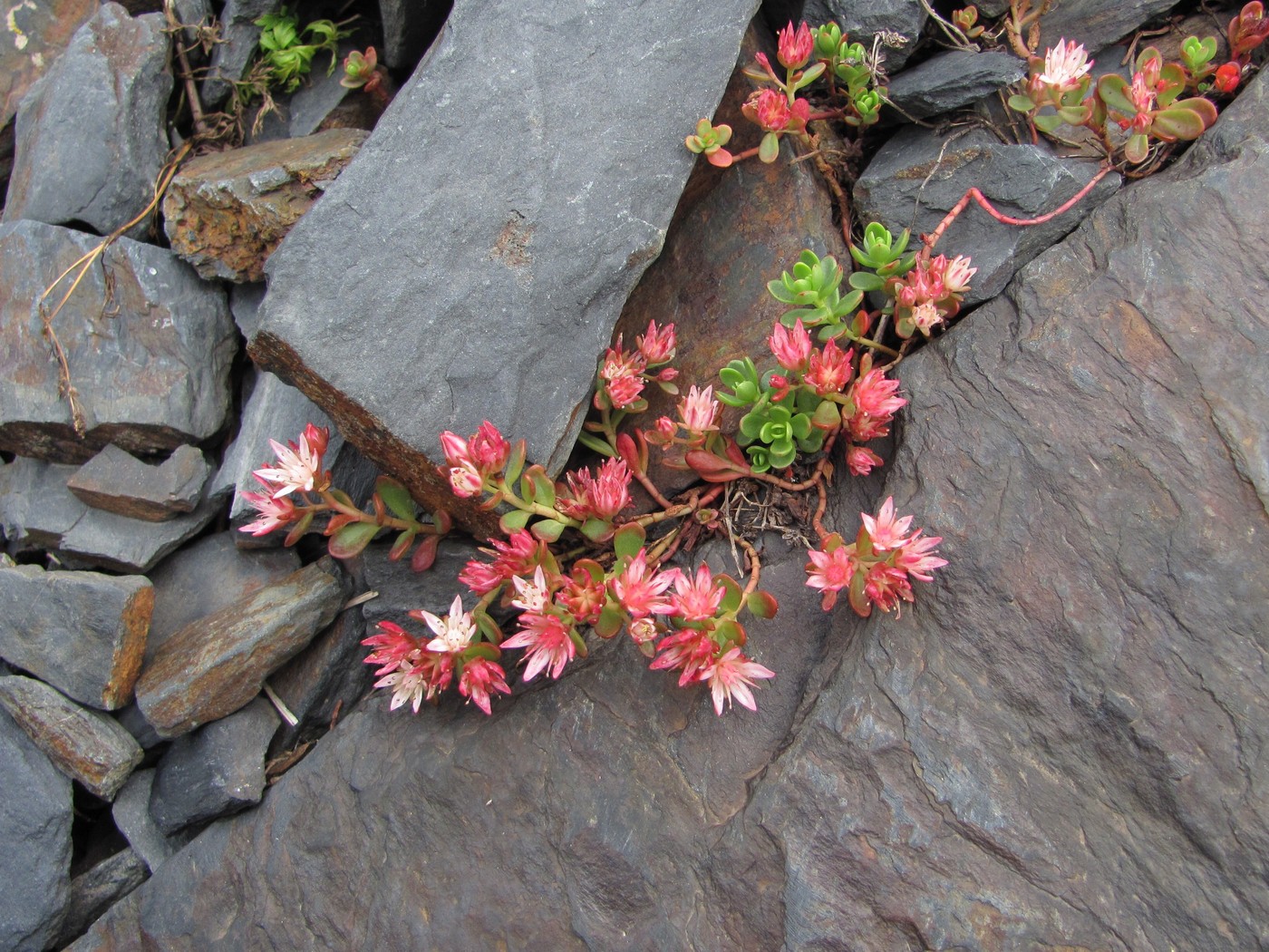 Image of Sedum stevenianum specimen.