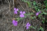 Dianthus chinensis. Верхушки побегов с цветками. Приморье, Партизанский р-н, мыс Лапласа, подножие осыпающегося склона. 07.08.2021.