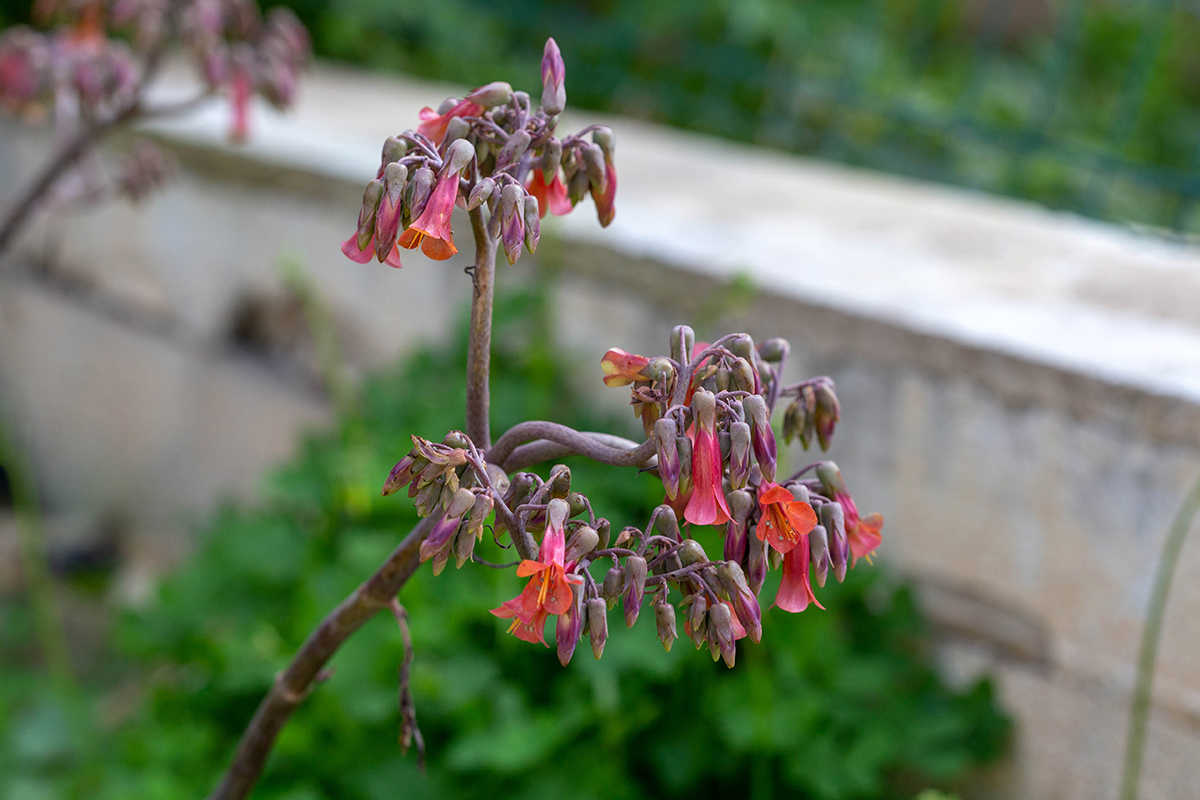 Image of Kalanchoe &times; houghtonii specimen.