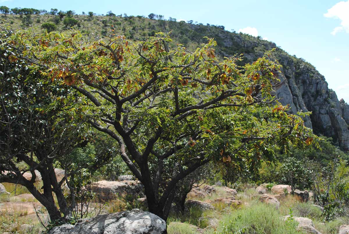 Image of Pterocarpus angolensis specimen.