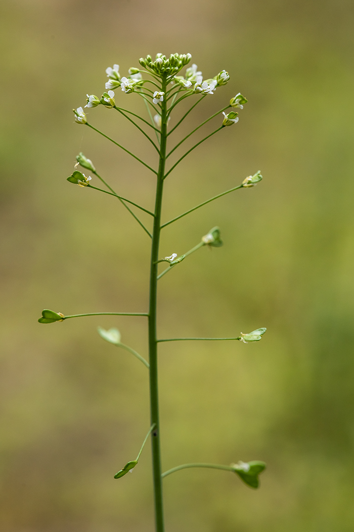 Image of Capsella bursa-pastoris specimen.