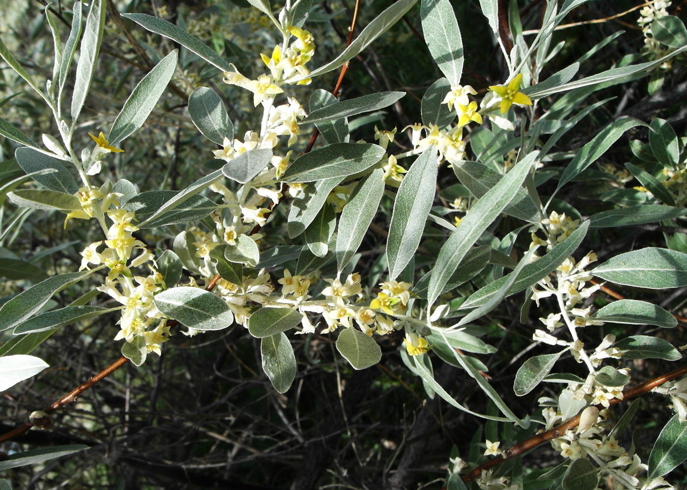 Image of Elaeagnus angustifolia specimen.